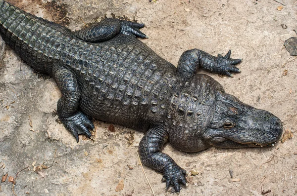 Vila alligator — Stockfoto