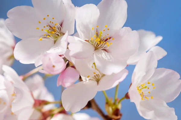 Zweig von rosa Blüten Stockfoto