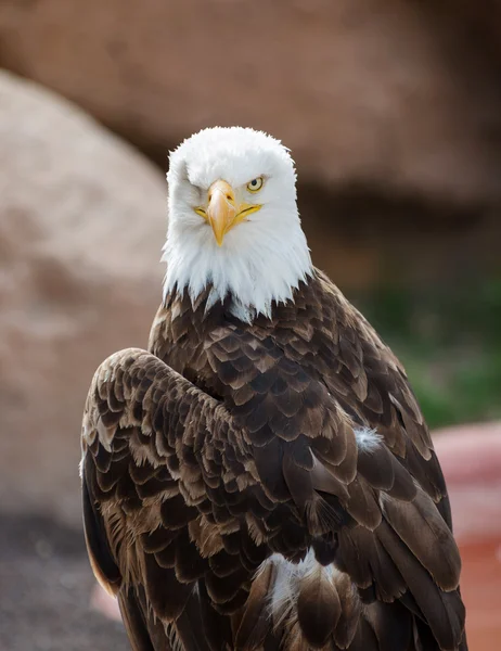 Águila americana Fotos de stock