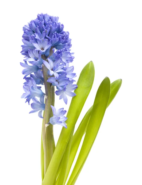 Blaue Hyazinthenblüten — Stockfoto