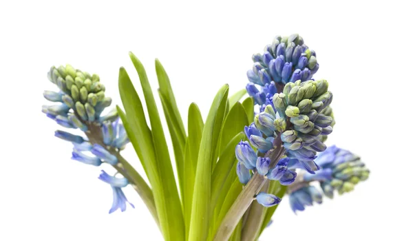 Flores de jacinto azul — Fotografia de Stock