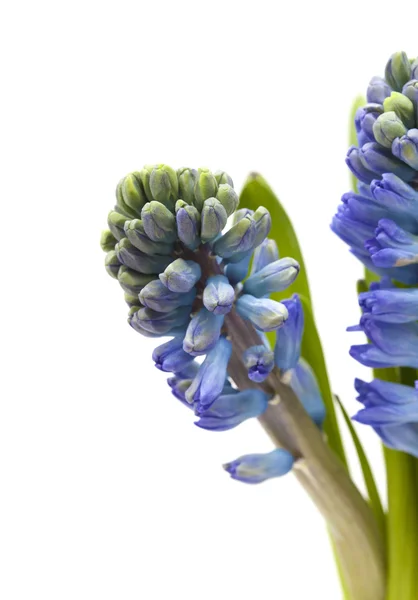Flores de jacinto azul —  Fotos de Stock