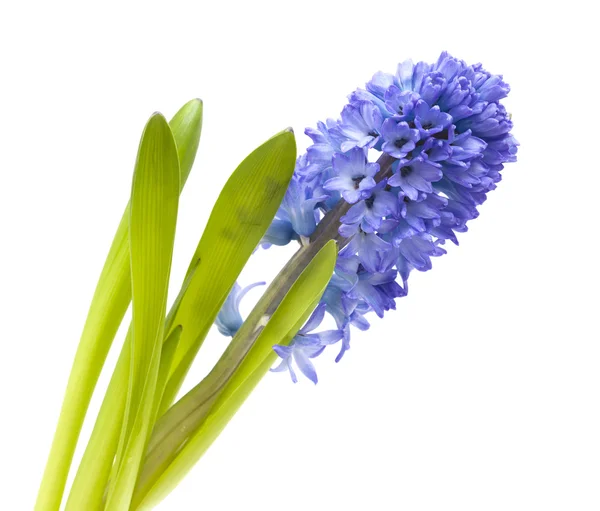 Niebieskie kwiaty Hiacynt — Zdjęcie stockowe