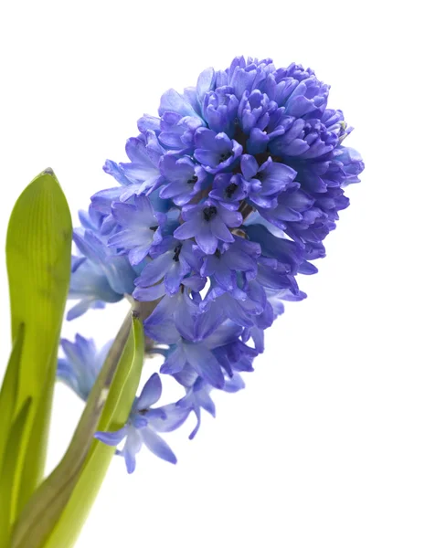 Blue hyacinth flower — Stock Photo, Image