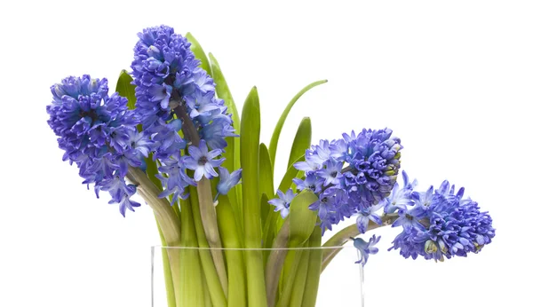 Flores de jacinto azul — Fotografia de Stock