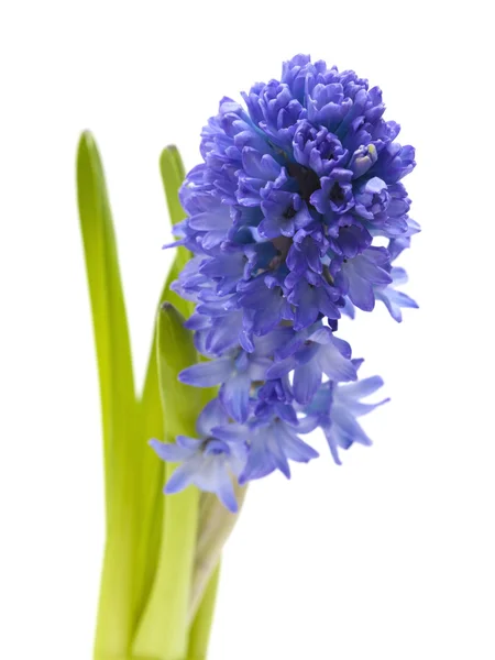 Modrý Hyacint květiny — Stock fotografie