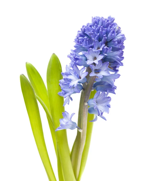 Flori de zambet albastru — Fotografie, imagine de stoc