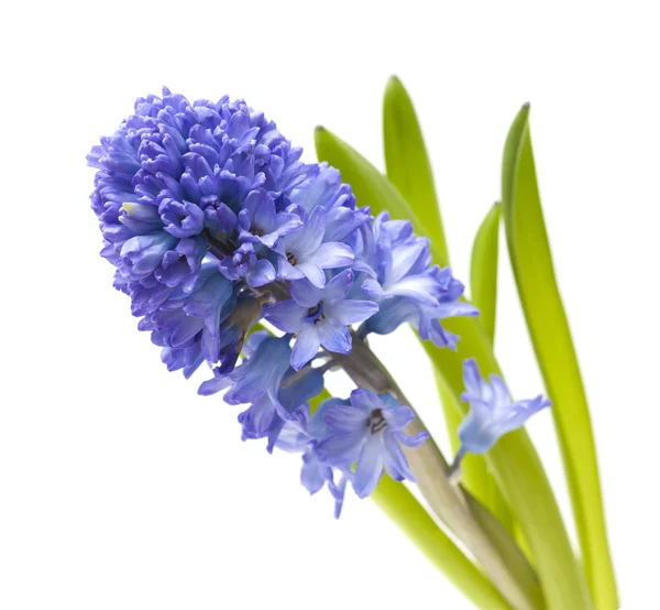 Blaue Hyazinthenblüten — Stockfoto