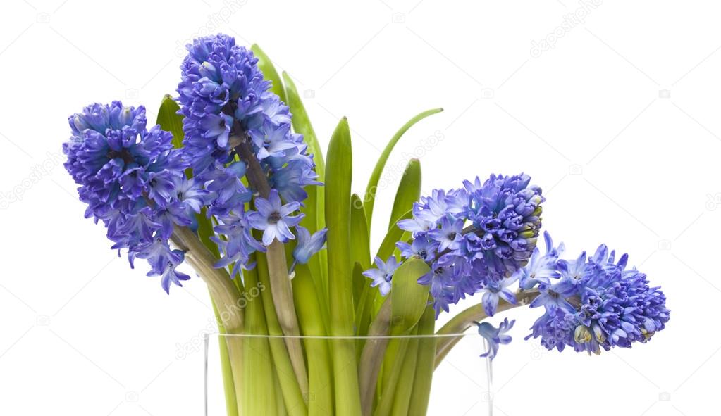 blue hyacinth flowers