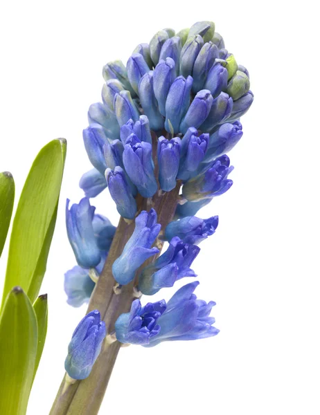 Blue hyacinth flowers — Stock Photo, Image