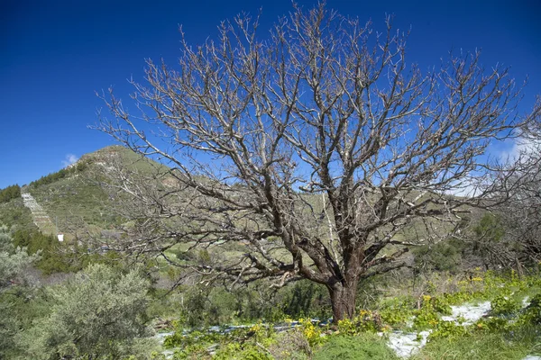 Gran Canaria, Caldera De Tejeda in februari — Stockfoto