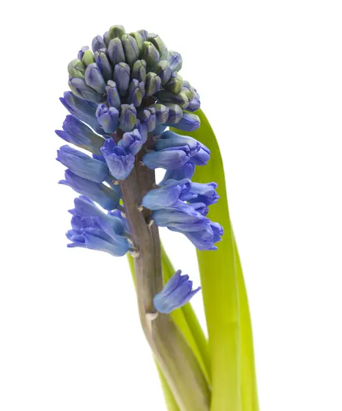 Niebieskie kwiaty Hiacynt — Zdjęcie stockowe