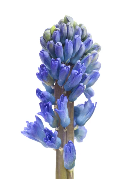 Flores de jacinto azul — Foto de Stock