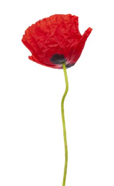 haşhaş kırmızı makro