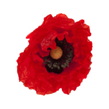 haşhaş kırmızı makro