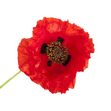 haşhaş kırmızı makro