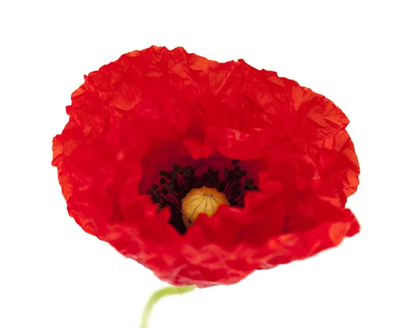 Red poppy macro — Stock Photo, Image