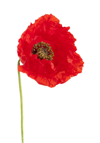 Roter Mohn — Stockfoto