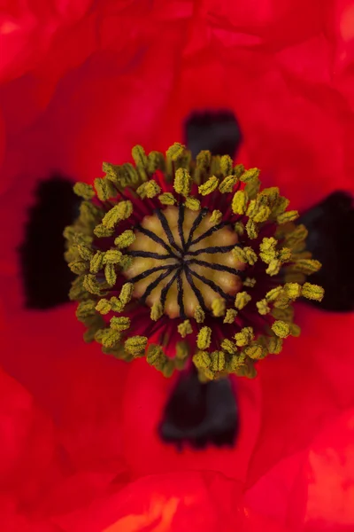 Rode papaver macro — Stockfoto