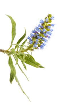 gran canaria - echium callithyrsum florası