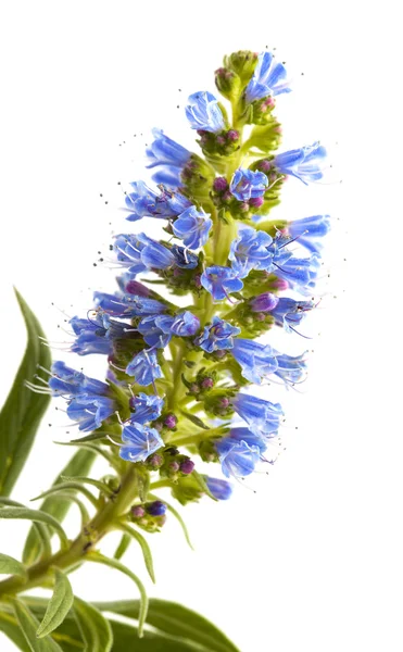 Flora z gran canaria - echium callithyrsum — Stock fotografie