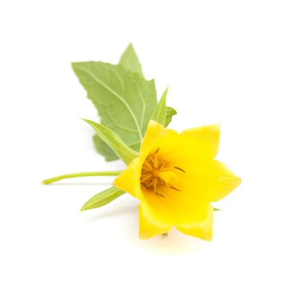 Canarina canariensis, Kanárské bellflower — Stock fotografie