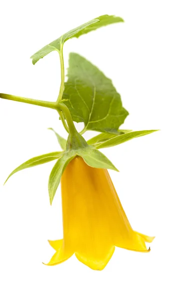 Canarina canariensis, bellflower canário — Fotografia de Stock