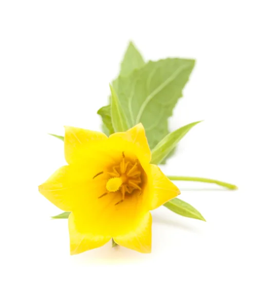 Canarina canariensis, canarian bellflower — Stock Photo, Image