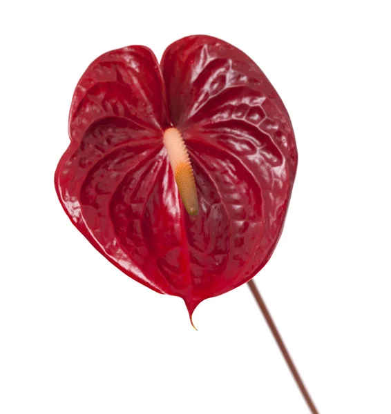 Anthurium rouge foncé — Photo