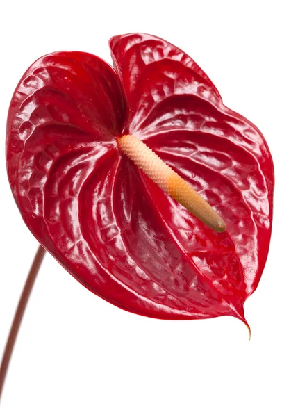 Mörk röd anthurium — Stockfoto