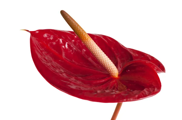 Mörk röd anthurium — Stockfoto