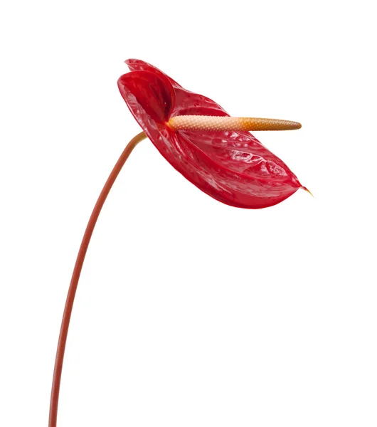 Mörk röd anthurium — Stockfoto