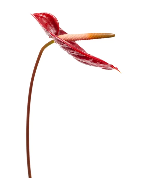 Dark red anthurium — Stock Photo, Image
