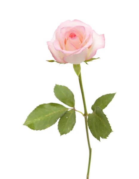 Gentle pink rose — Stock Photo, Image