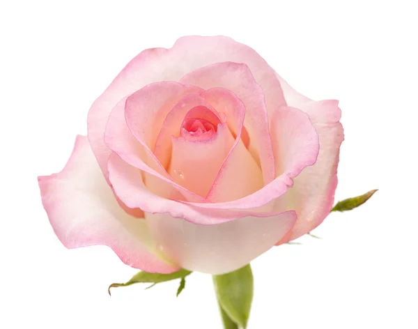 Gentle pink rose — Stock Photo, Image