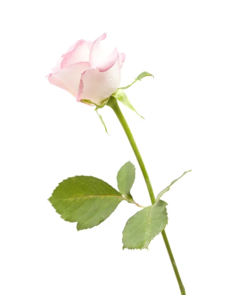 Zacht roze roos — Stockfoto
