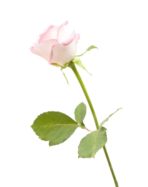 Zarte rosa Rose — Stockfoto