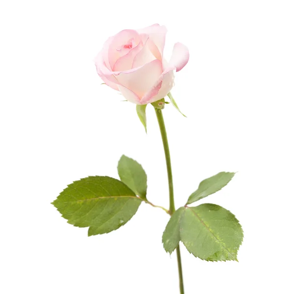 Soluk pembe gül çiçek üzerinde beyaz izole — Stok fotoğraf