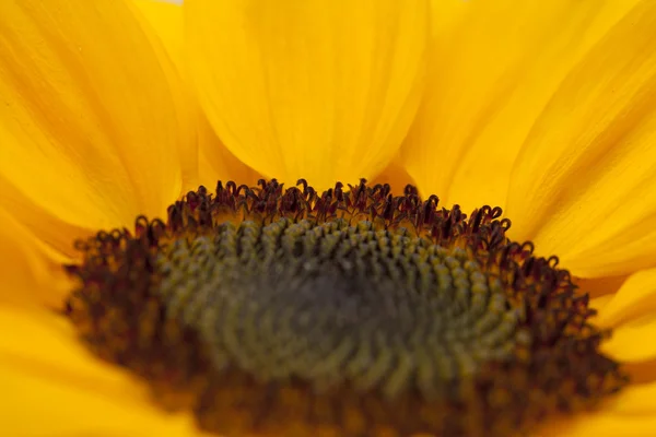 Sunflower center macro backgound — Stock Photo, Image