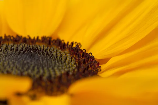 Sunflower center macro backgound — Stock Photo, Image