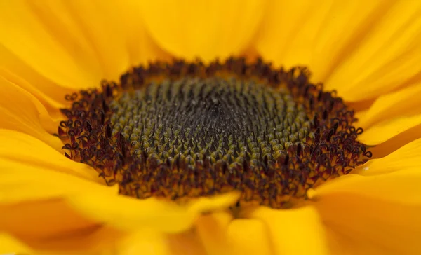 Tournesol centre macro backgound — Photo