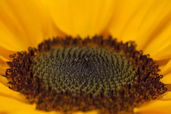 Sunflower center macro backgound — Stock Photo, Image