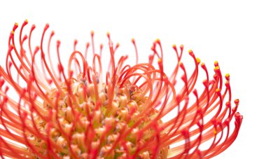 Kırmızı protea çiçek