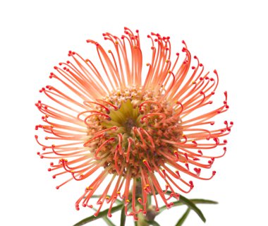 Kırmızı protea çiçek