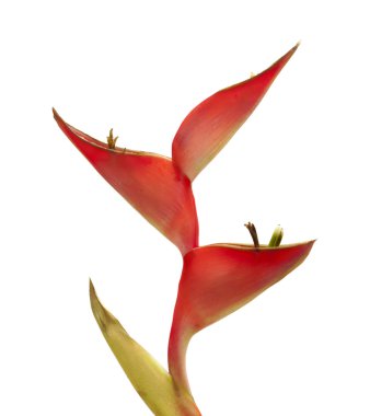 Heliconia tek kök