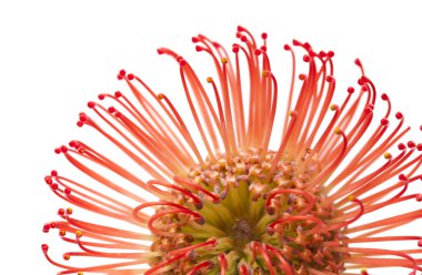 Kırmızı protea çiçek