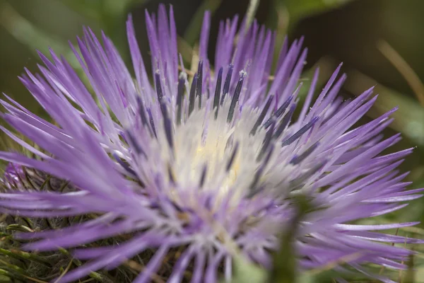Thistle flower closeup — Stock Photo, Image
