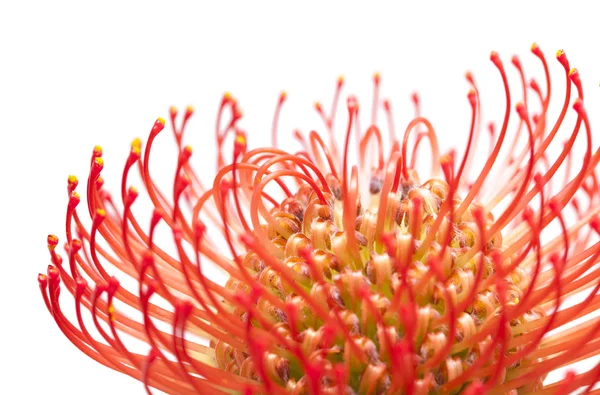 Rote Protea-Blüte — Stockfoto