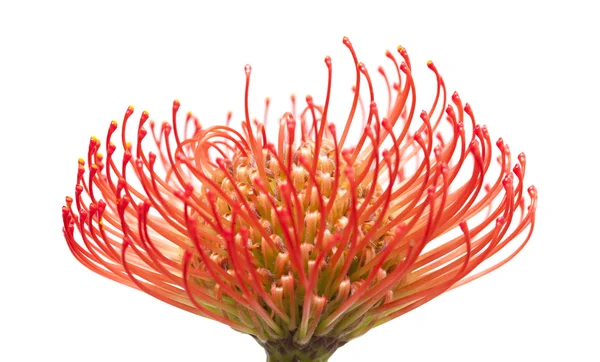 Kırmızı protea çiçek — Stok fotoğraf