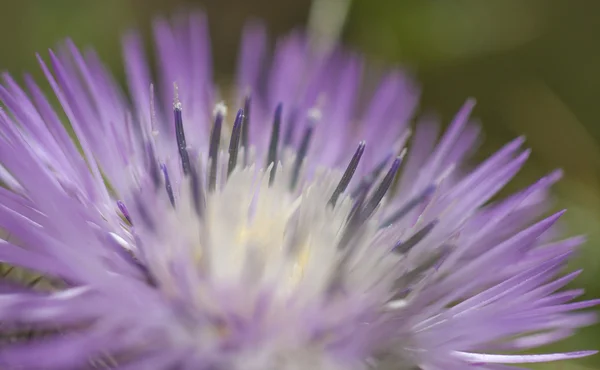 Thistle flower closeup — Stock Photo, Image